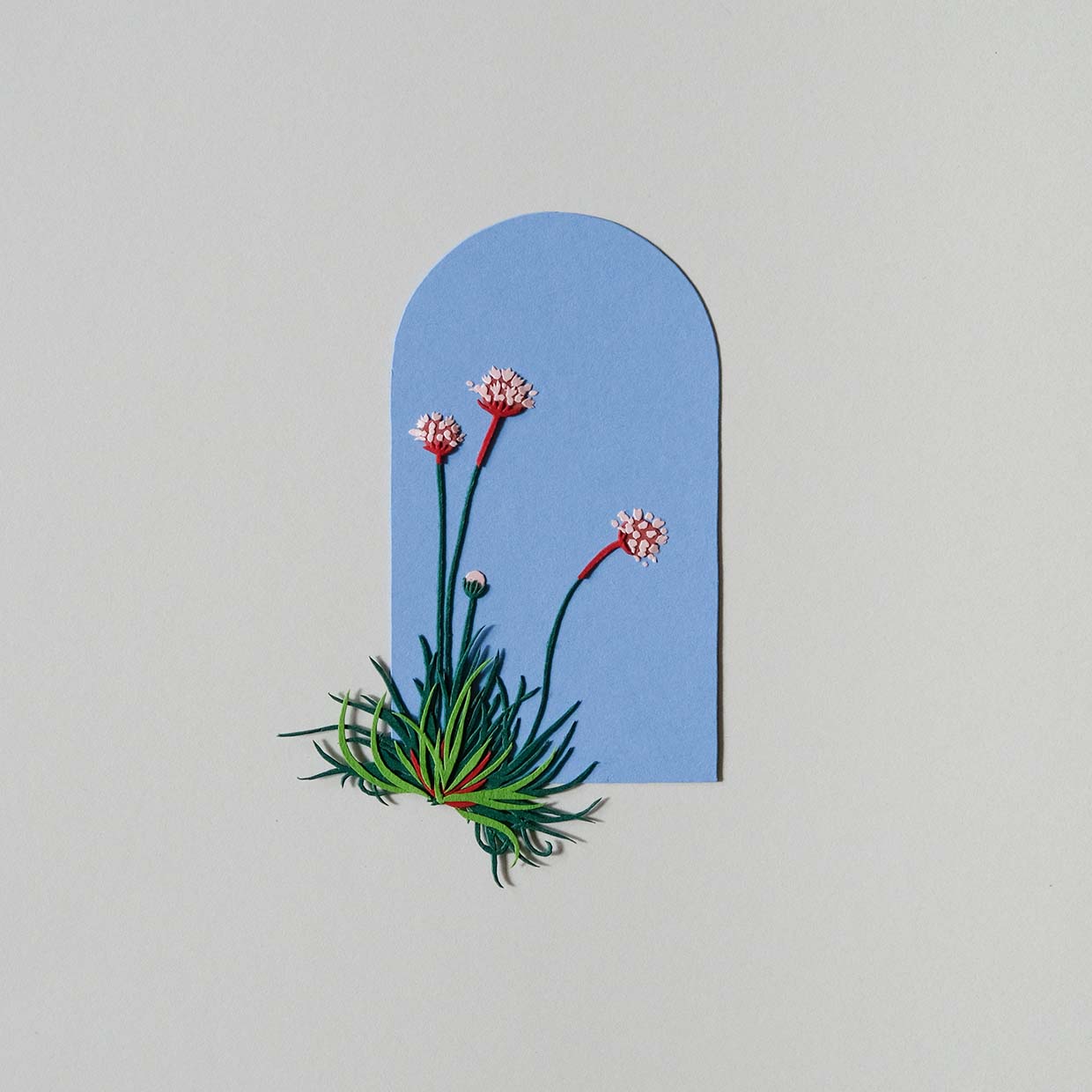 Three pink sea thrifts, and one unopened bud, stretch out from a tuft of green and red leaves. The flowers sit on a light blue background.