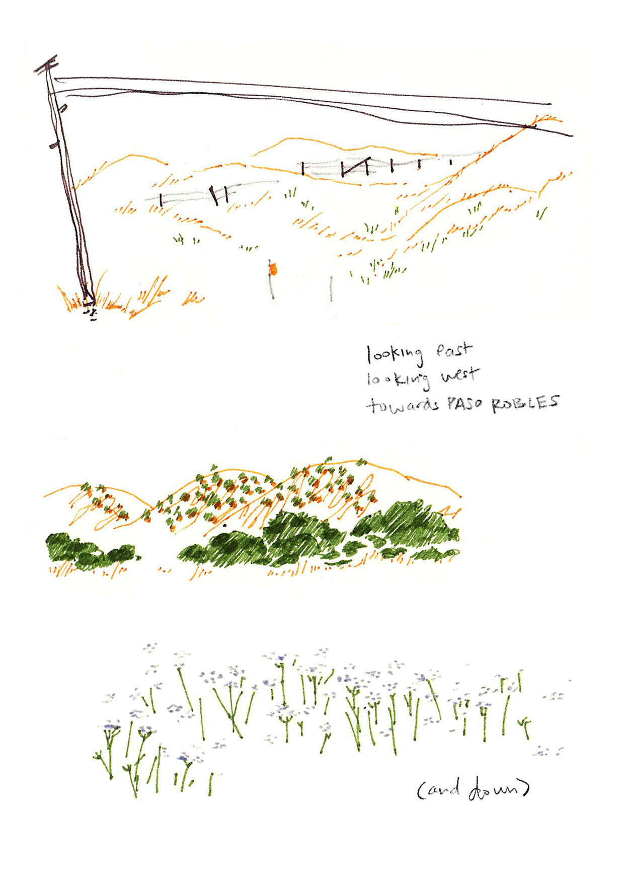 Marker sketches in browns and greens showcase views along a train ride down the Central Coast: rolling landscapes with wire fences and electrical posts; shrubs at the foot of golden hills, and tiny white flowers on graceful green stalks. Accompanying the sketches are the prose: looking east / looking west / towards Paso Robles / (and down).